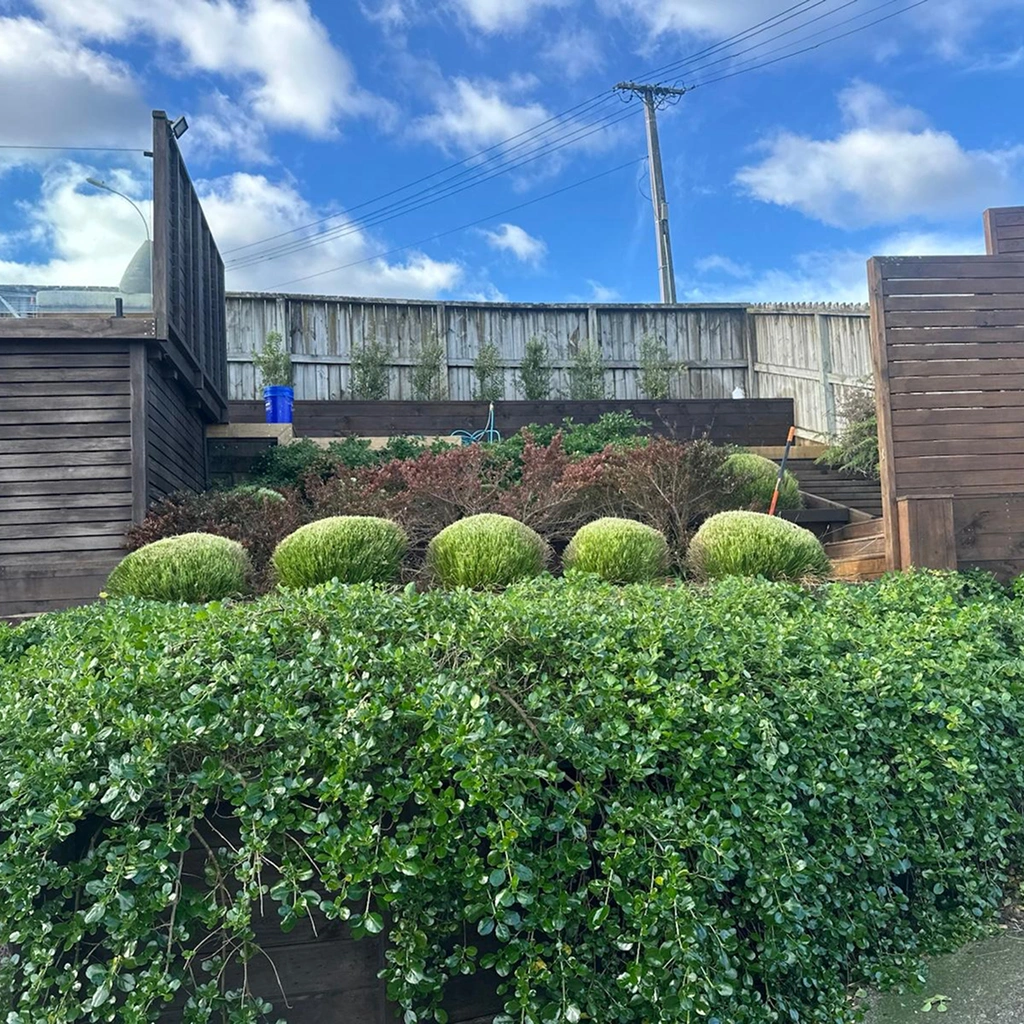 Garden renovation