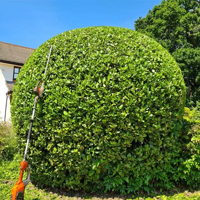 Garden transformation